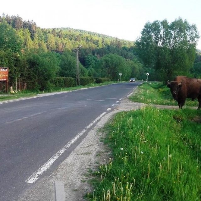 nasz sasiad Żubr